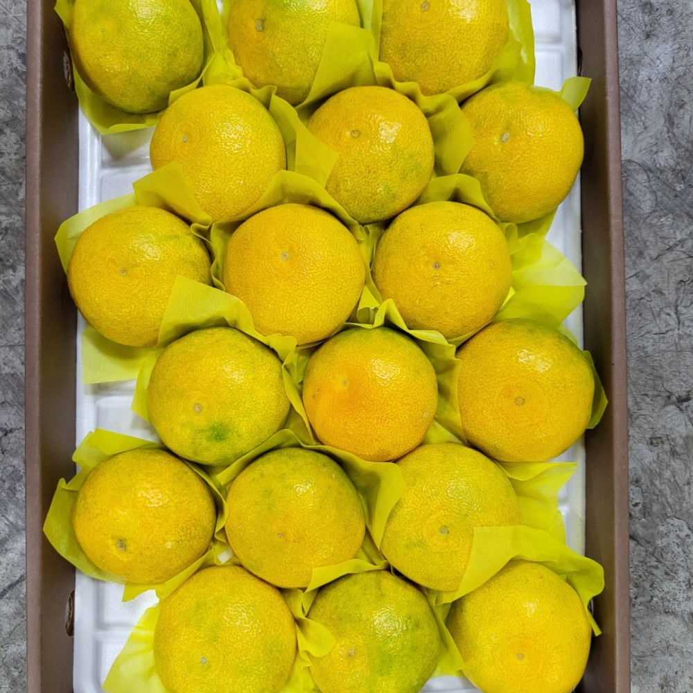 [봄율마켓] 설날선물세트 황금향 선물용 전국무료배송 5KG