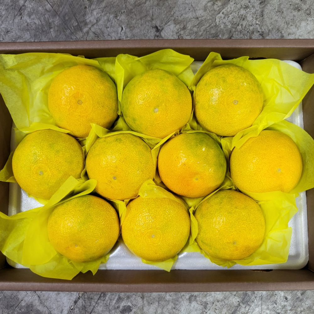 [봄율마켓] 설날선물세트 황금향 선물용 전국무료배송 5KG