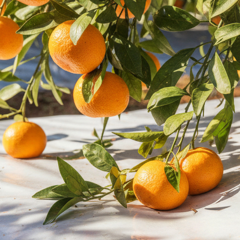 타이백 감귤 로얄과 2kg 외