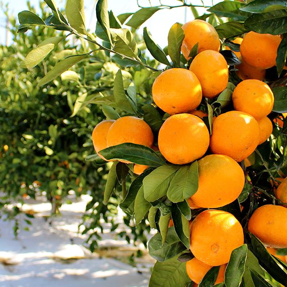 타이백 감귤 로얄과 2kg 외