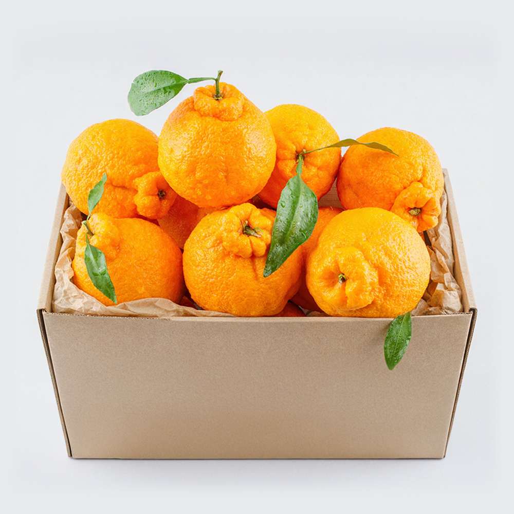 산지직송 한라봉 가정용 3kg 외