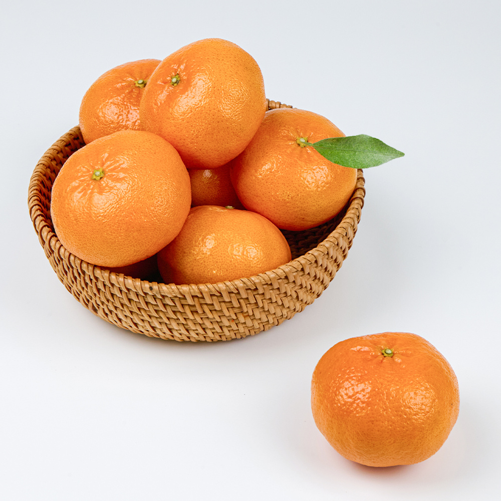 달콤한 레드향 가정용 5kg