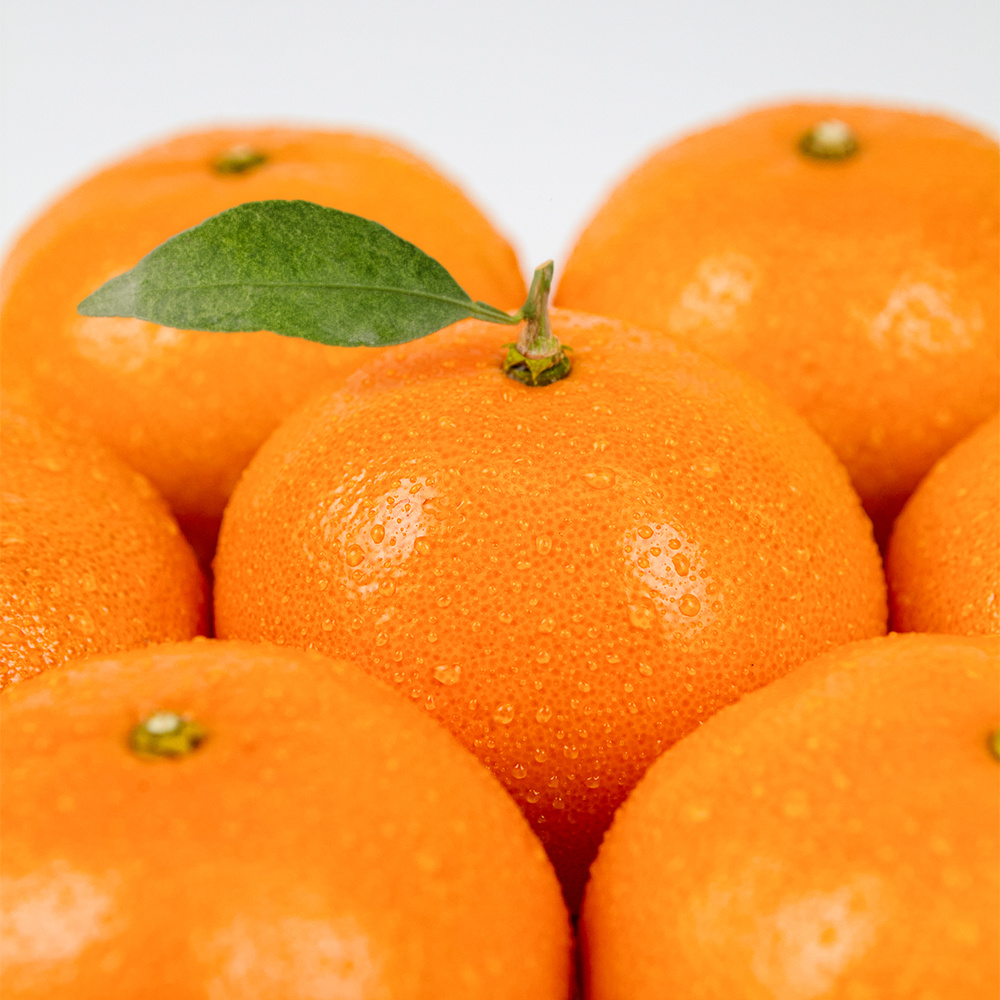 제주 명품 천혜향 가정용 3kg