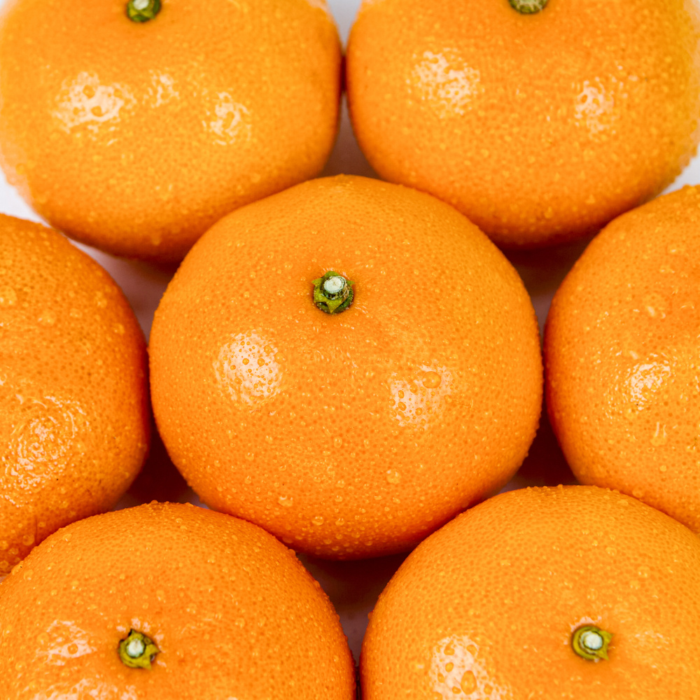 제주 명품 천혜향 가정용 3kg