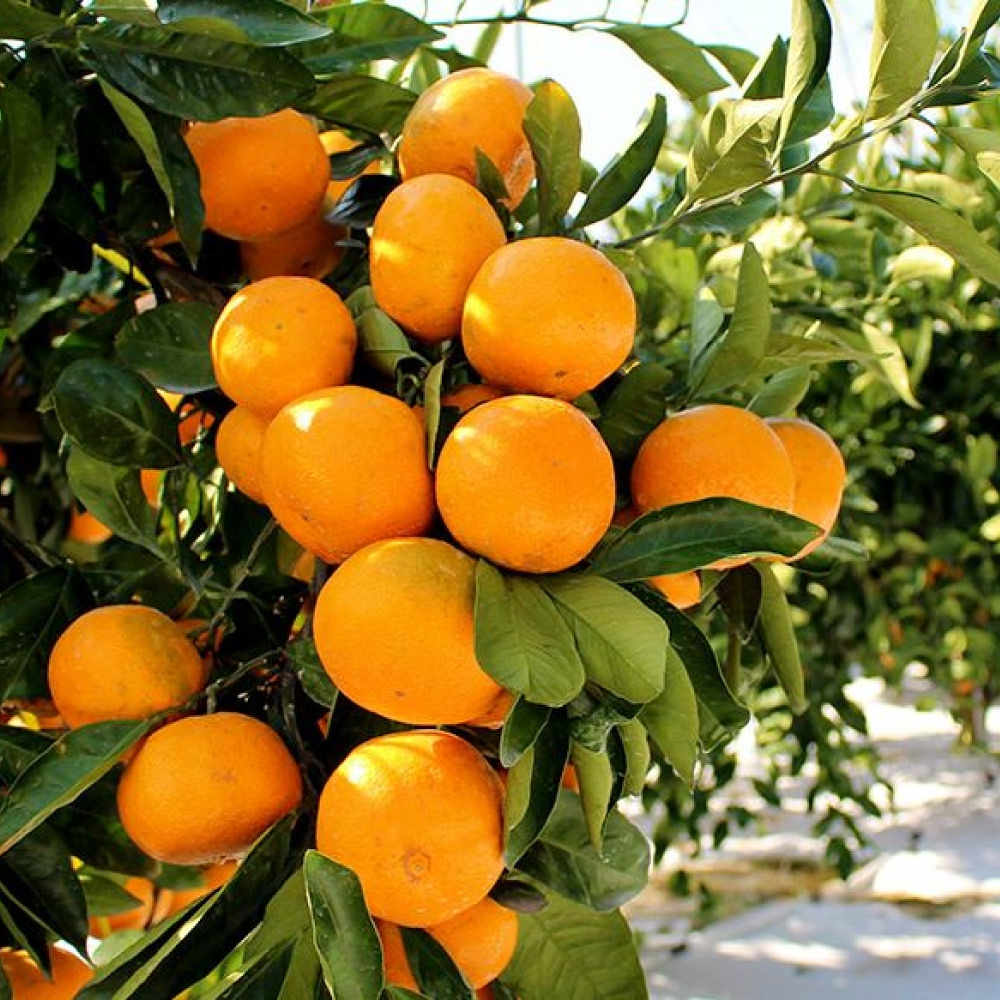 타이벡 감귤 3kg