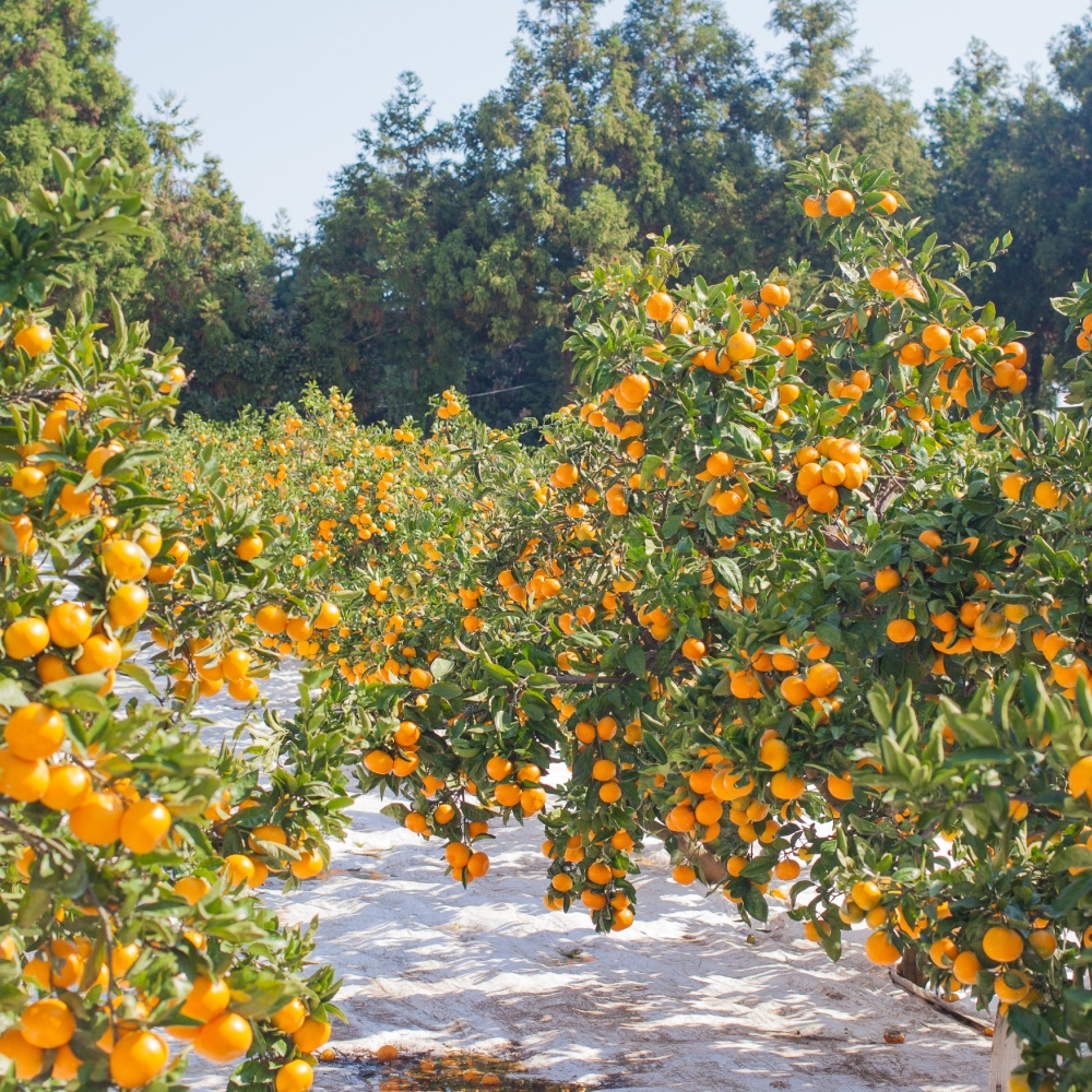 타이벡 감귤 3kg