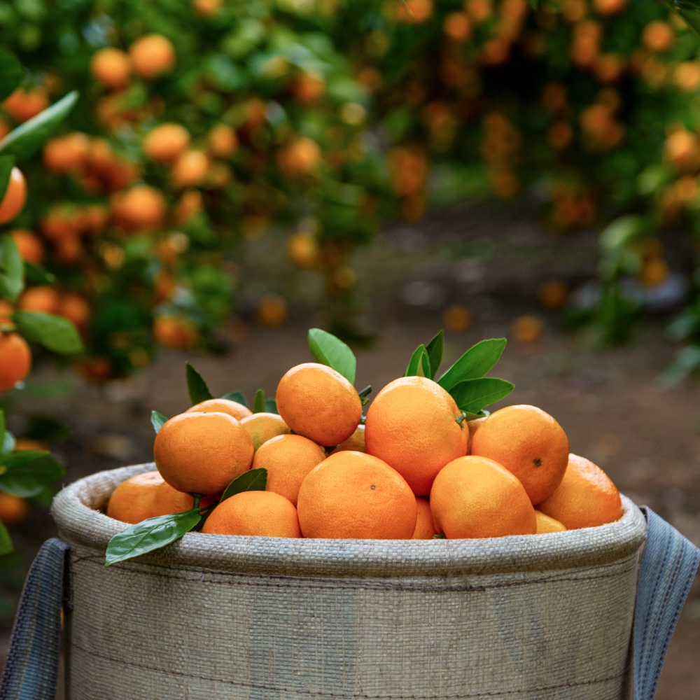 타이벡 감귤 5kg