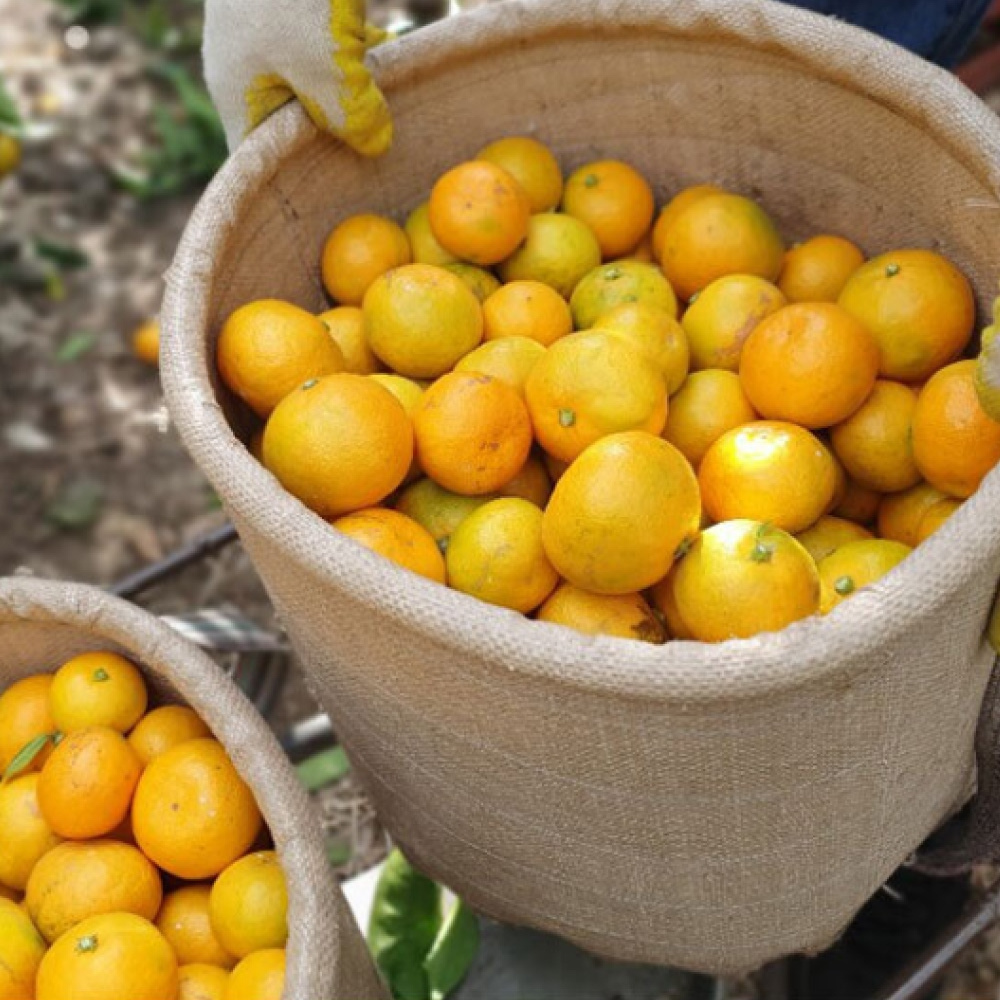 타이벡 감귤 5kg