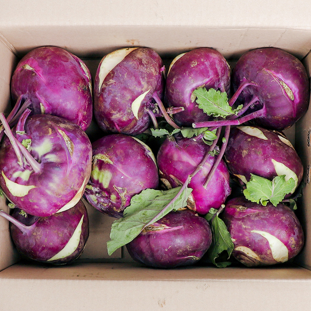 제주 정품 콜라비  5kg