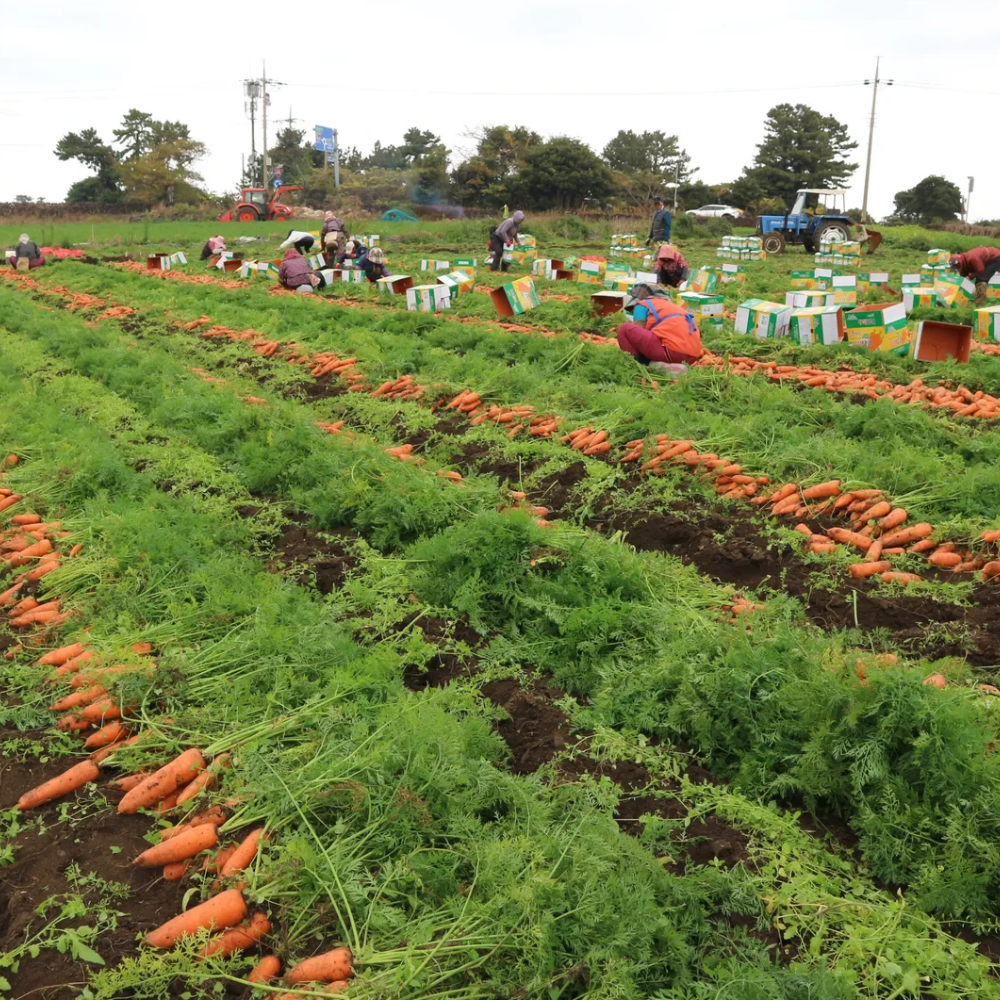 제주 화산토 구좌당근 상사이즈 5kg
