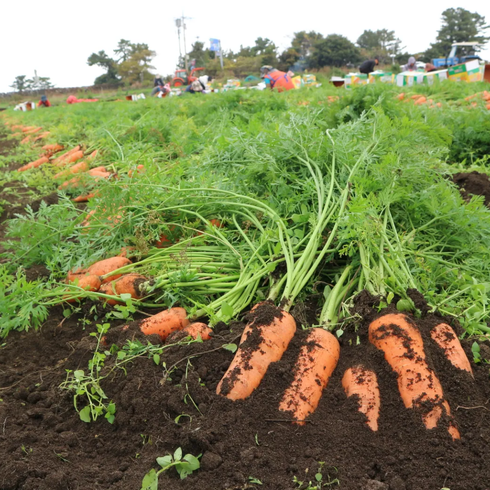 제주 화산토 구좌당근 상사이즈 5kg