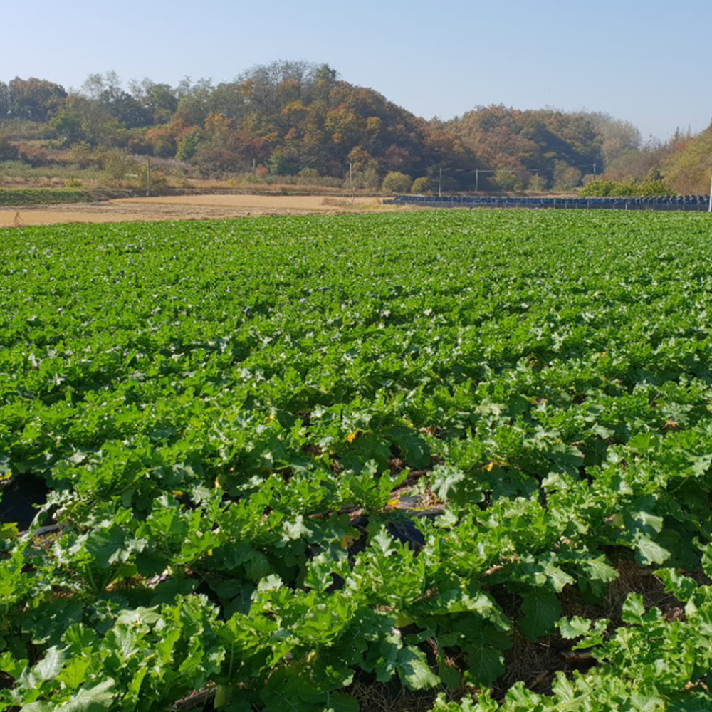 [초특가] 제주 세척 월동무 3kg,5kg,10kg