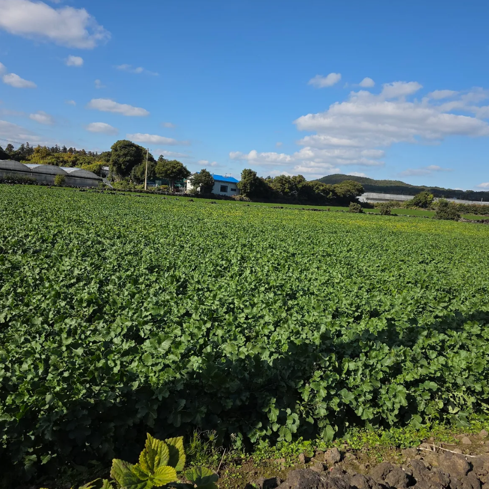 [초특가] 제주 세척 월동무 3kg,5kg,10kg
