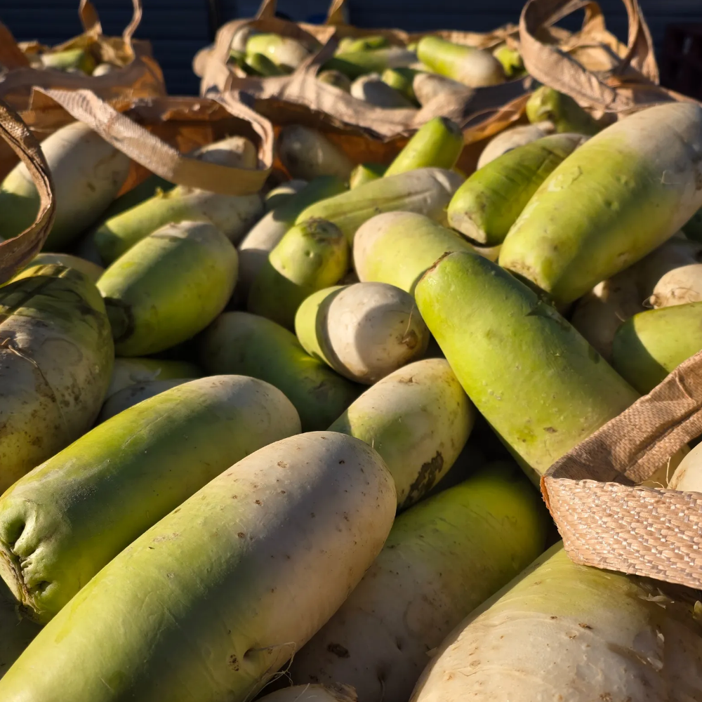 [초특가] 제주 세척 월동무 3kg,5kg,10kg