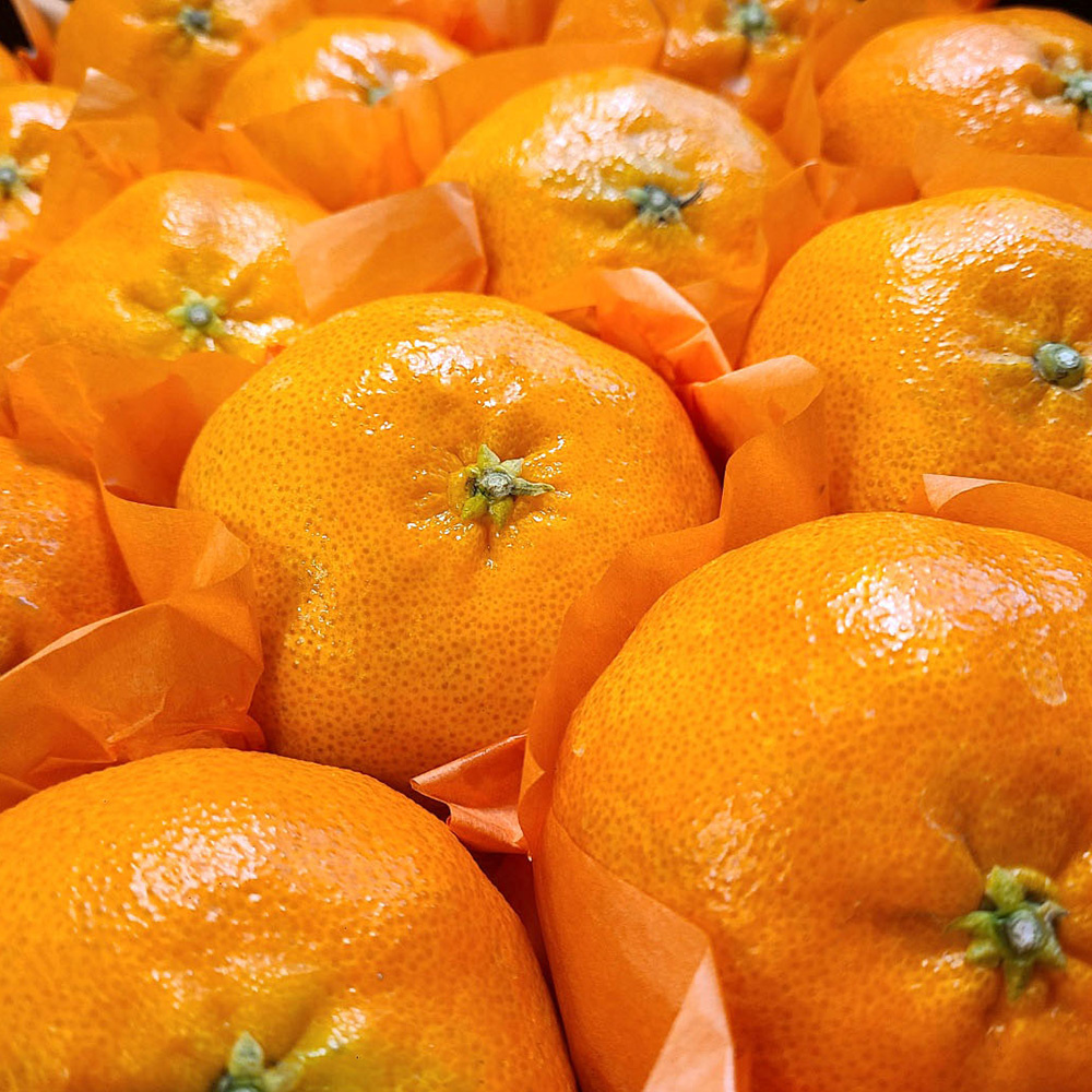 [선물세트] 명절 명품 고당도 15brix 레드향 1.5kg