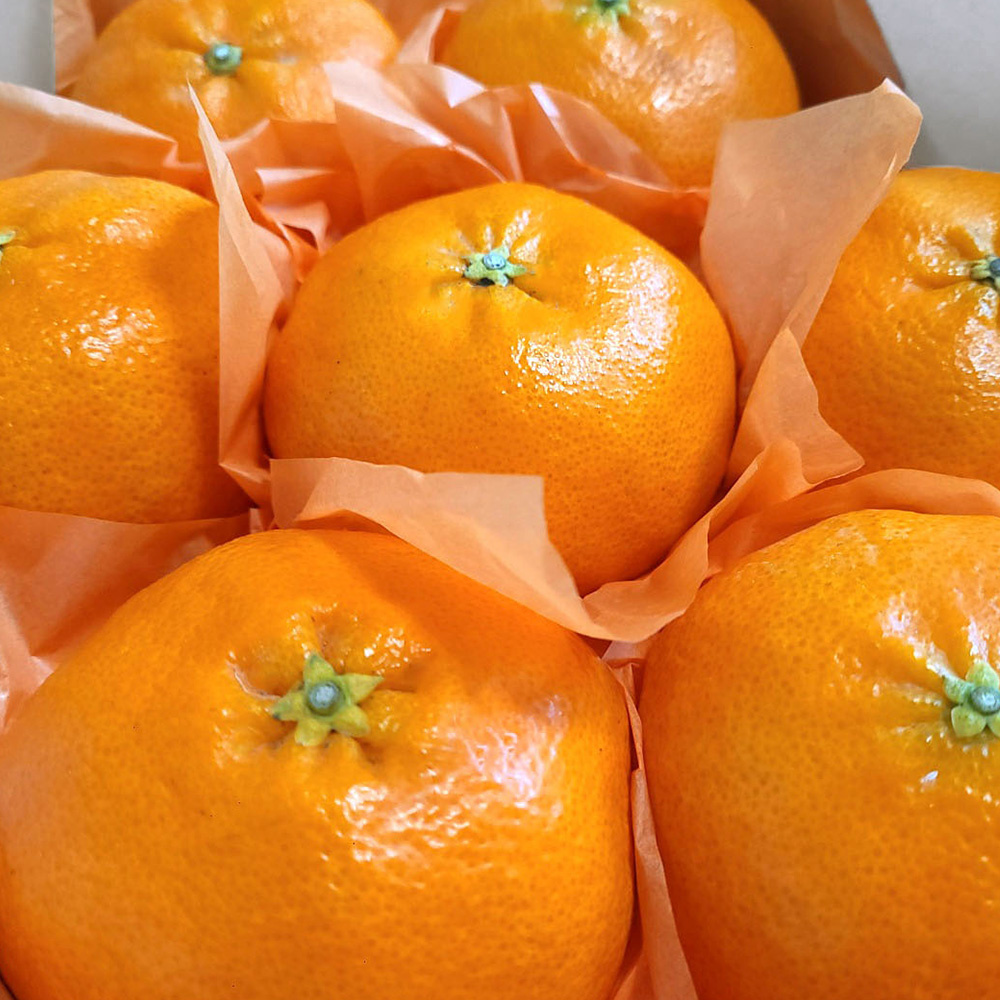 [선물세트] 명절 명품 고당도 15brix 레드향 1.5kg