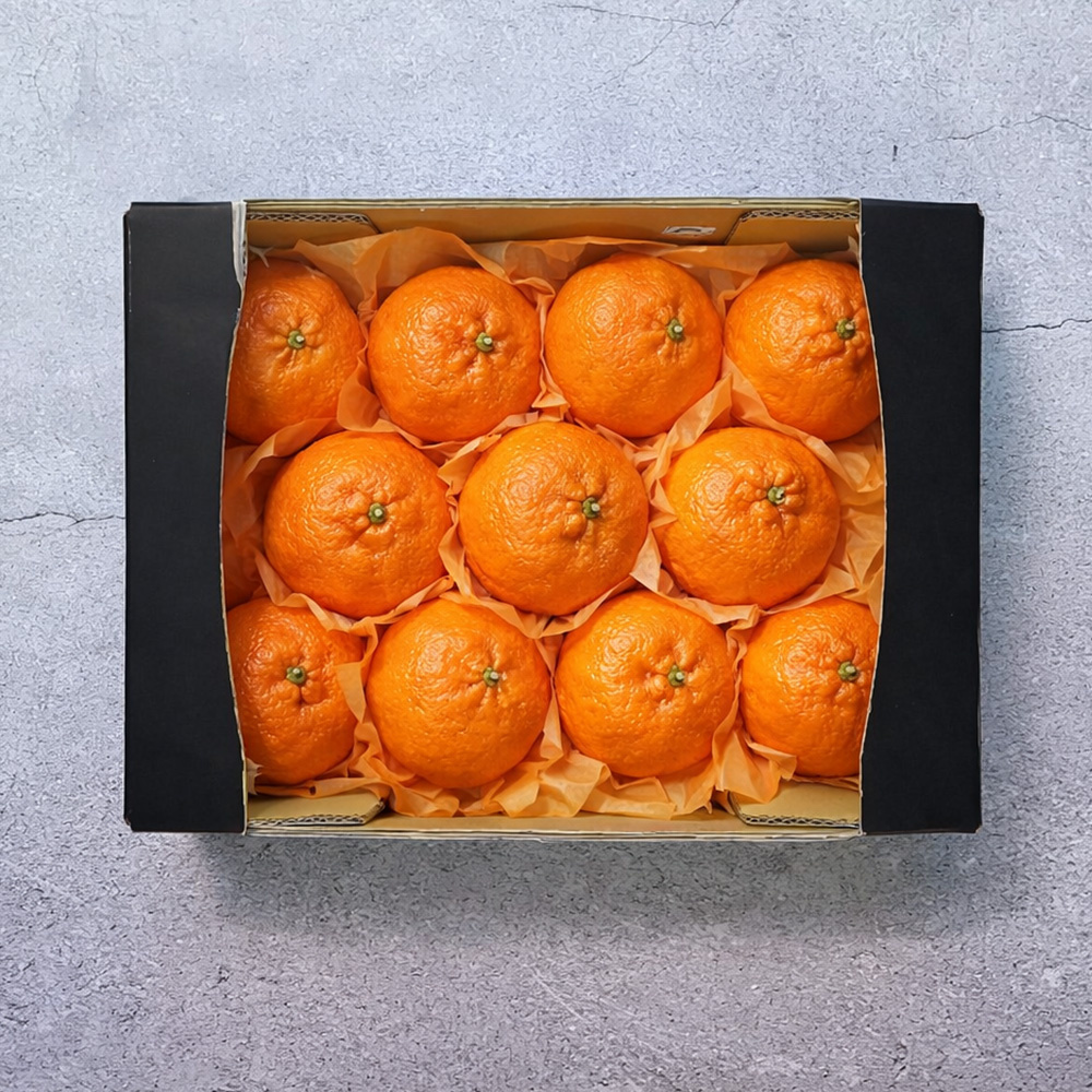 [선물세트] 명절 명품 고당도 15brix 레드향 1.5kg