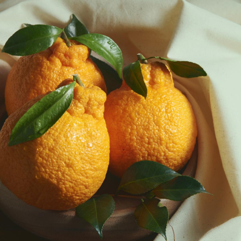 [프리미엄]한라봉 선물세트 감사한 선물 (한라봉 중대과 3kg)