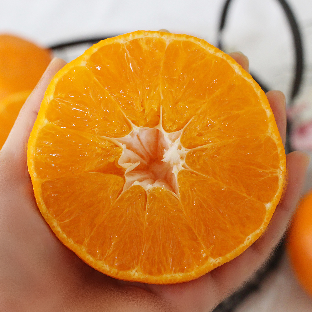 [선물세트] 명절 명품 고당도 15brix 레드향 4.5kg