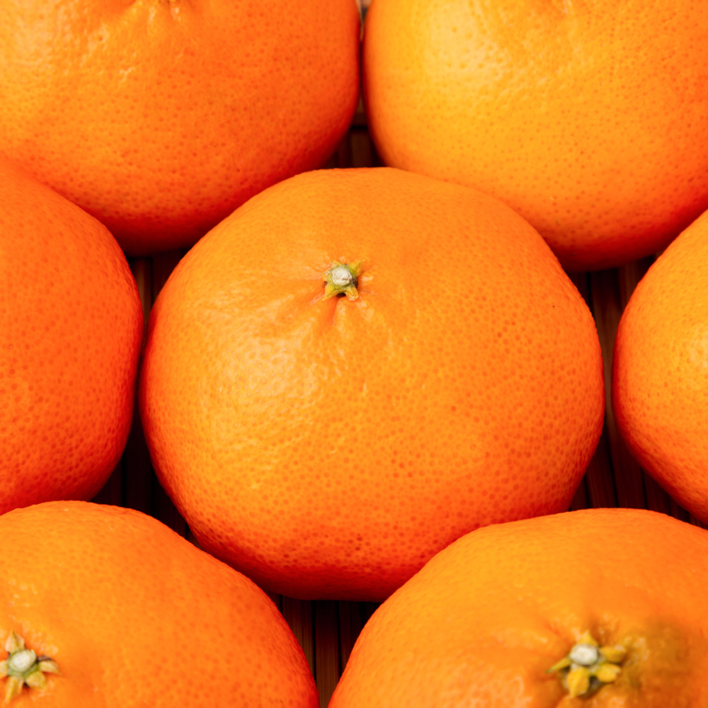 [선물세트] 명절 명품 고당도 15brix 레드향 4.5kg