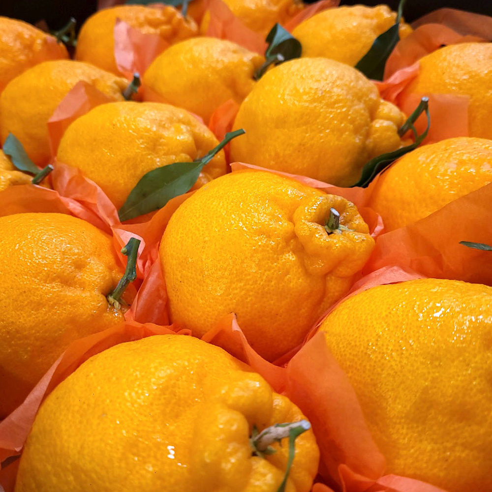 [선물세트] 명절 명품 고당도 15brix 한라봉 1.5kg