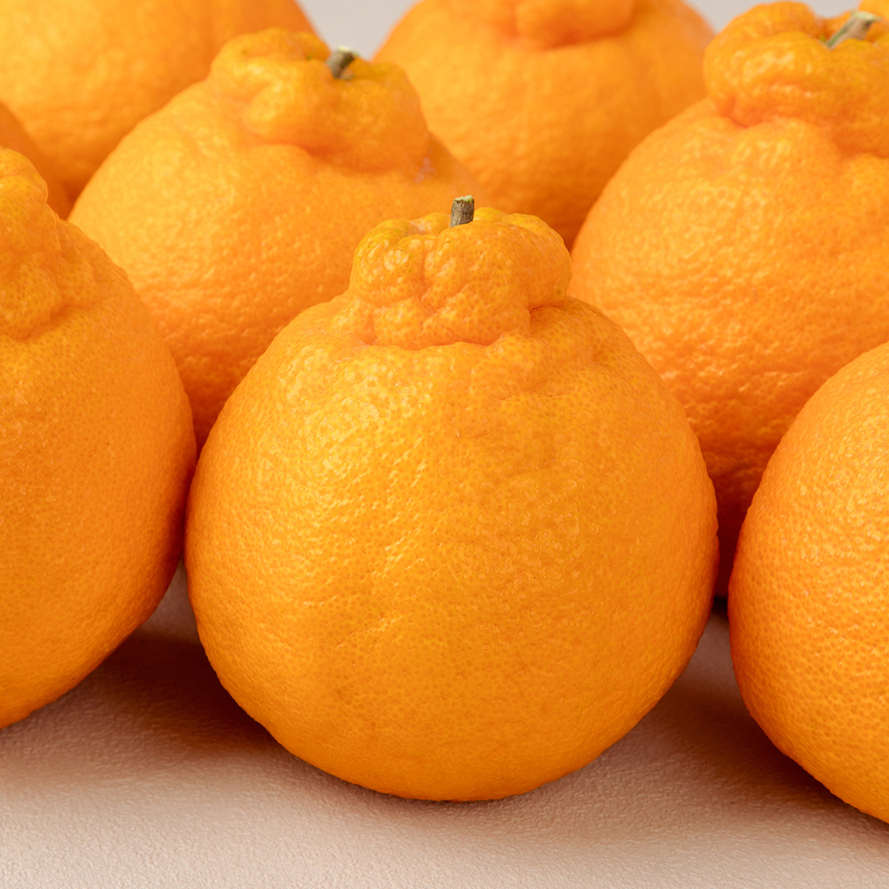 [선물세트] 명절 명품 고당도 15brix 한라봉 1.5kg