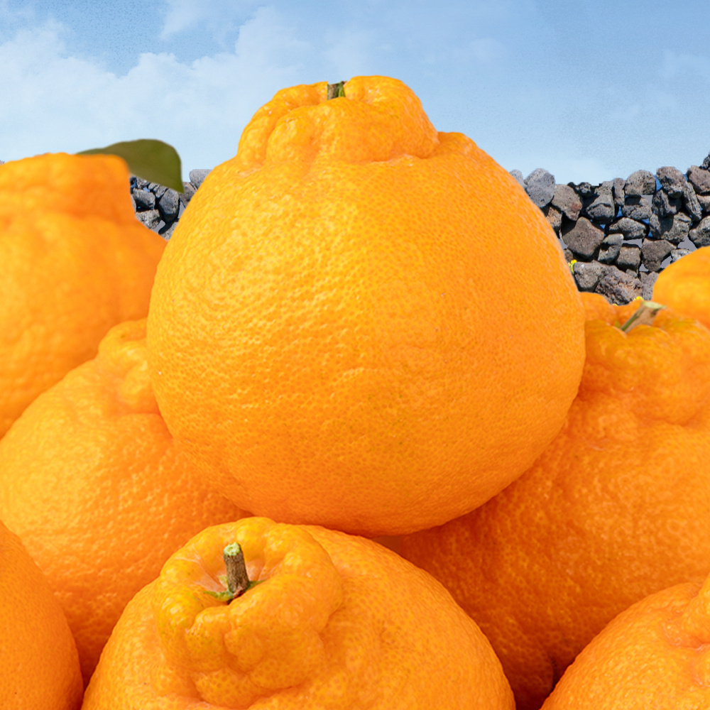 [선물세트] 명절 명품 고당도 15brix 한라봉 2.5kg