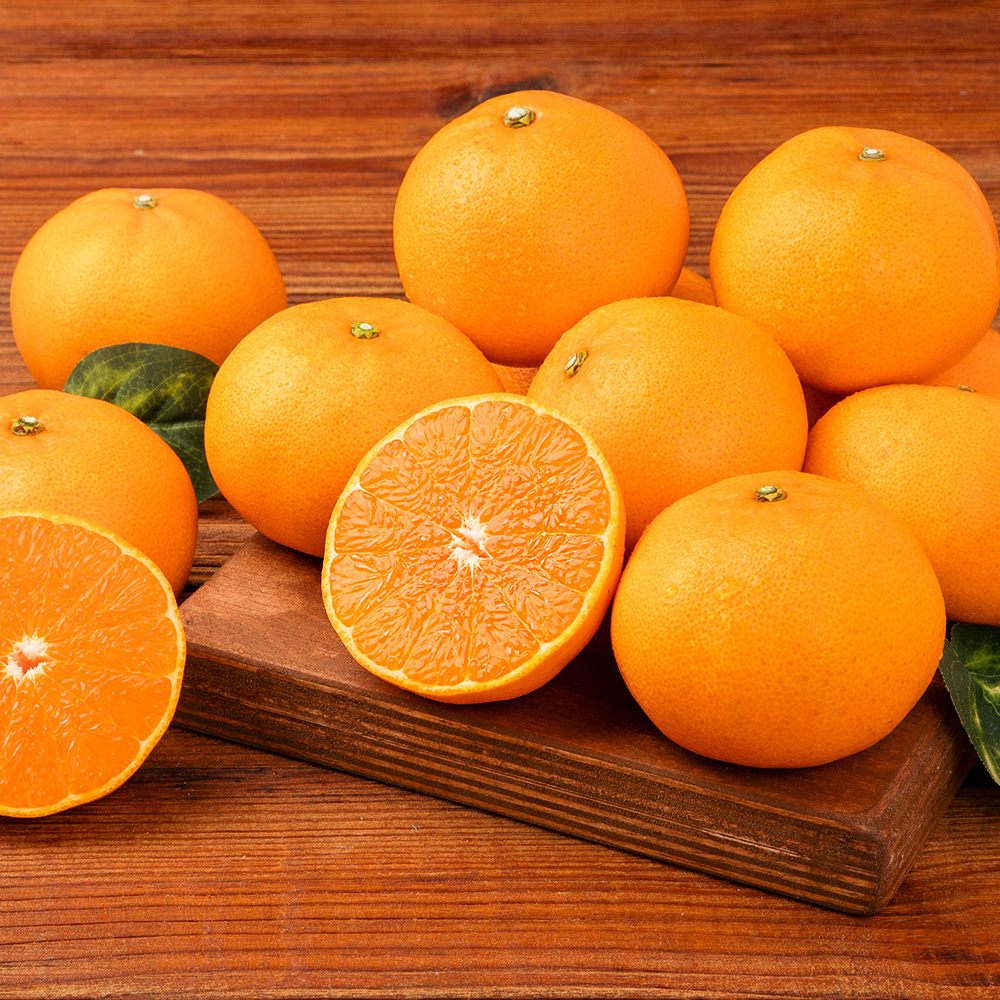 [초고당도]프리미엄 제주 천혜향 15brix 제주직송 중과 2kg,3kg,5kg