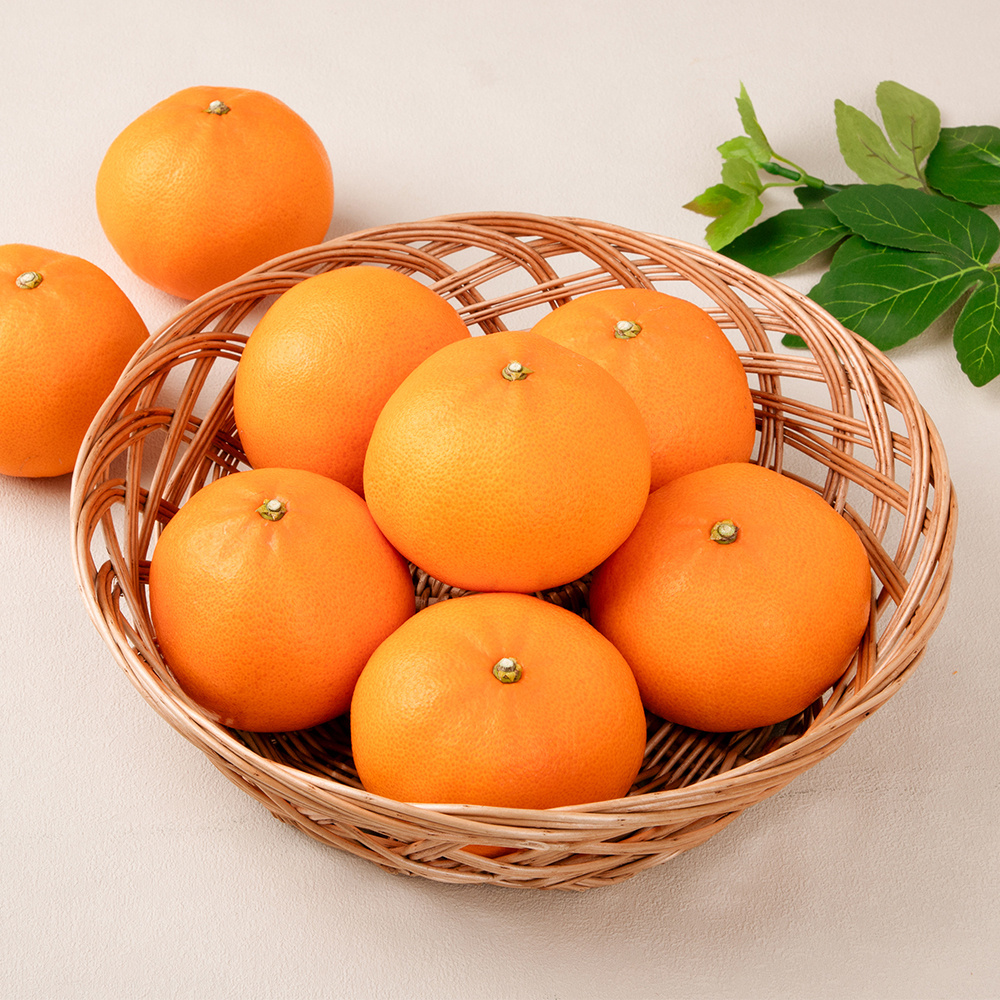 [초고당도]프리미엄 제주 천혜향 15brix 제주직송 중과 2kg,3kg,5kg