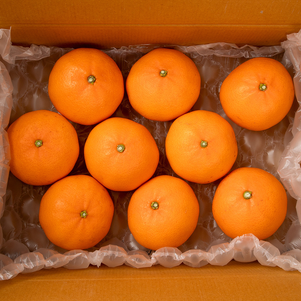 [초고당도]프리미엄 제주 천혜향 15brix 제주직송 대과 2kg,3kg,5kg