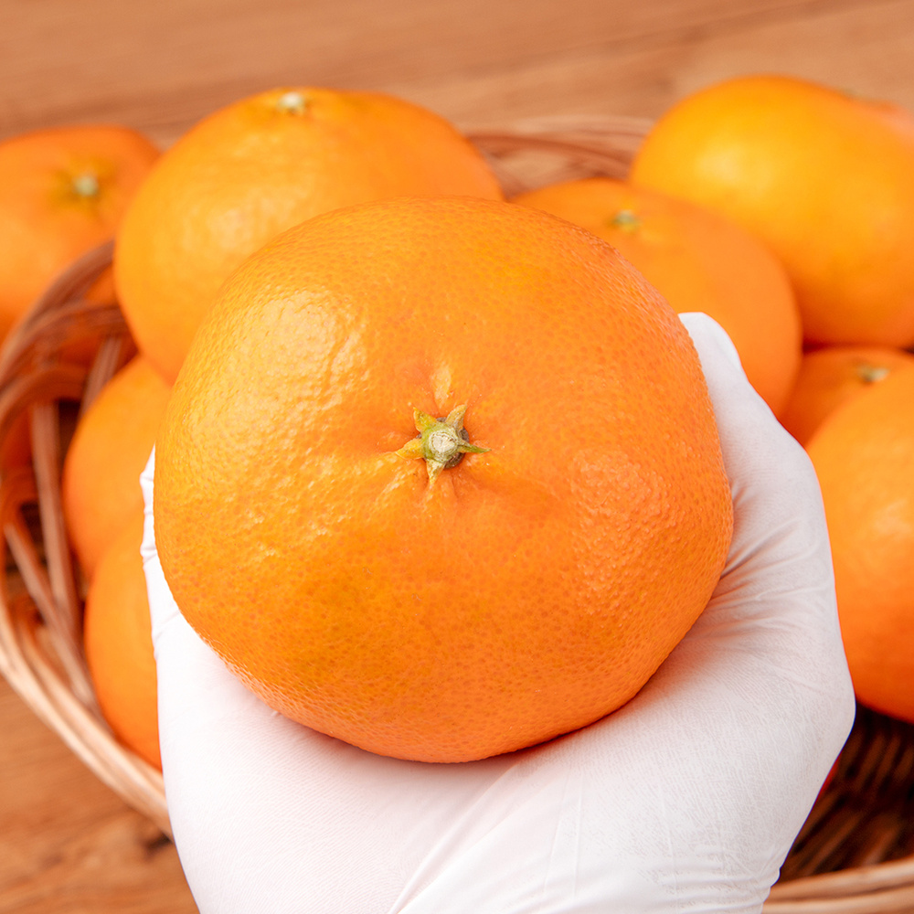 [선물세트] 명절 명품 천혜향 15brix 제주직송 과일실중량 1.5kg/2.5kg 이상