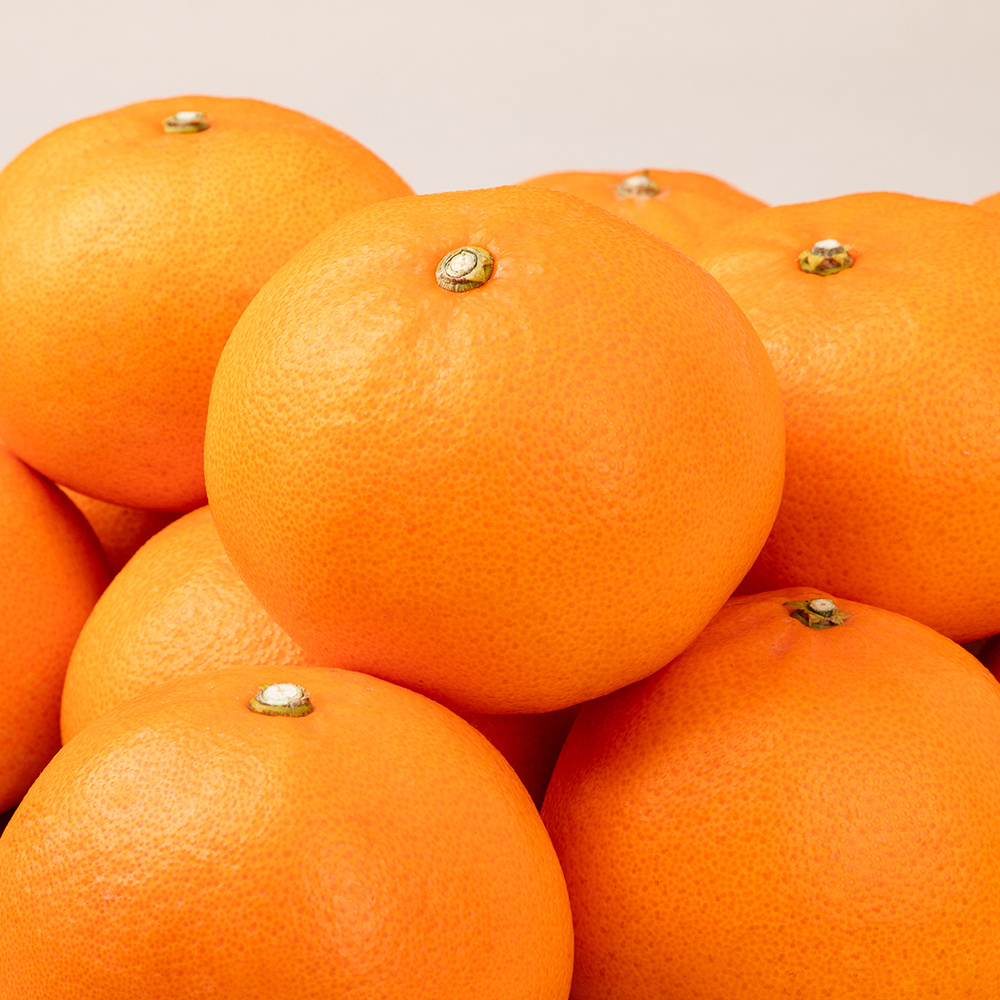 [선물세트] 명절 명품 천혜향 15brix 제주직송 과일실중량 1.5kg/2.5kg 이상