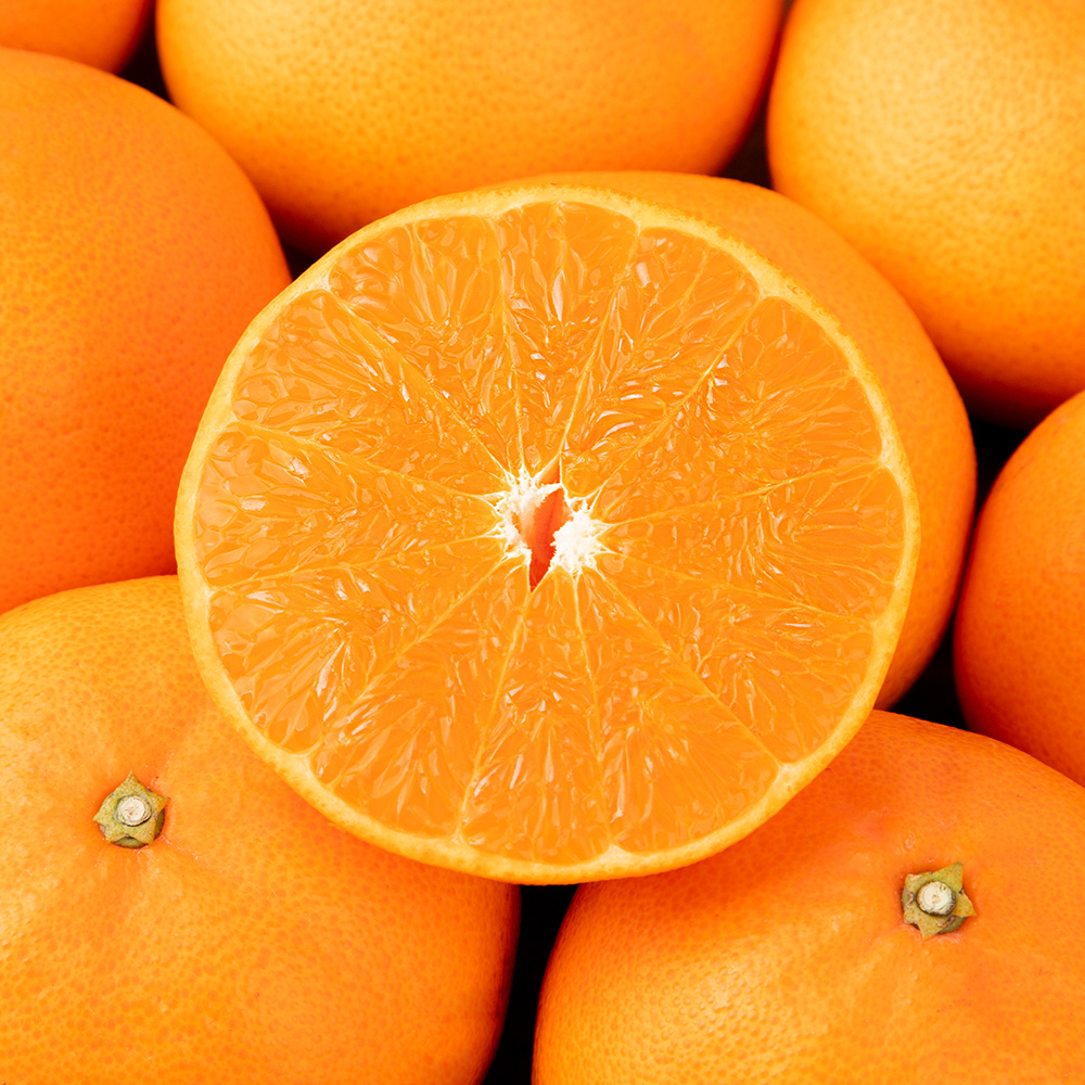 [선물세트] 명절 명품 천혜향 15brix 제주직송 과일실중량 2.5kg/4.5kg 이상