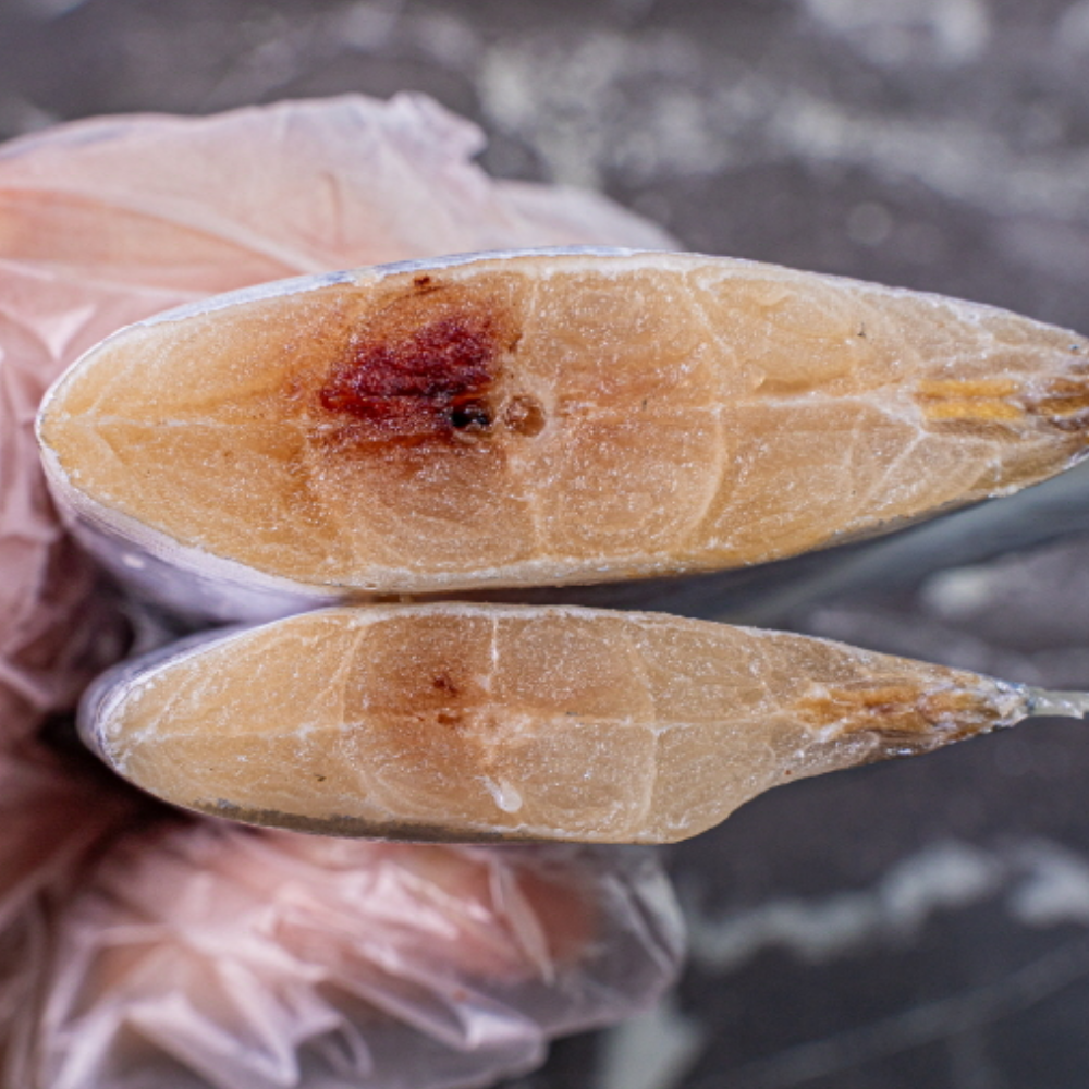 [제주은갈치 산지직송] 두툼한 손질 토막 은갈치(4토막), 특대(450g이상)