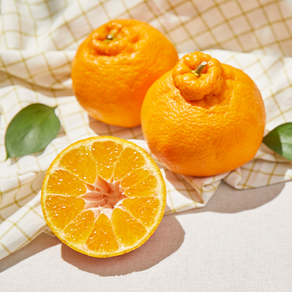 제주 한라봉 선물세트