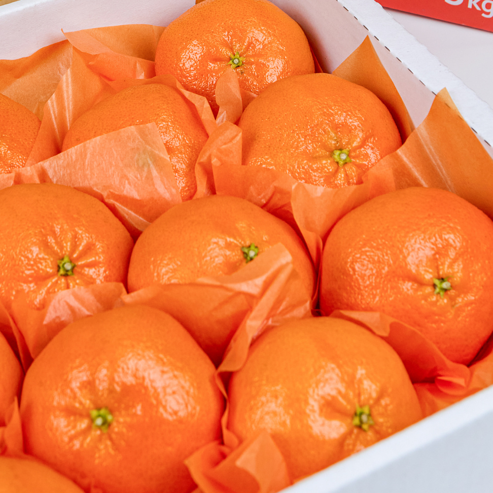 제주 레드향 선물세트