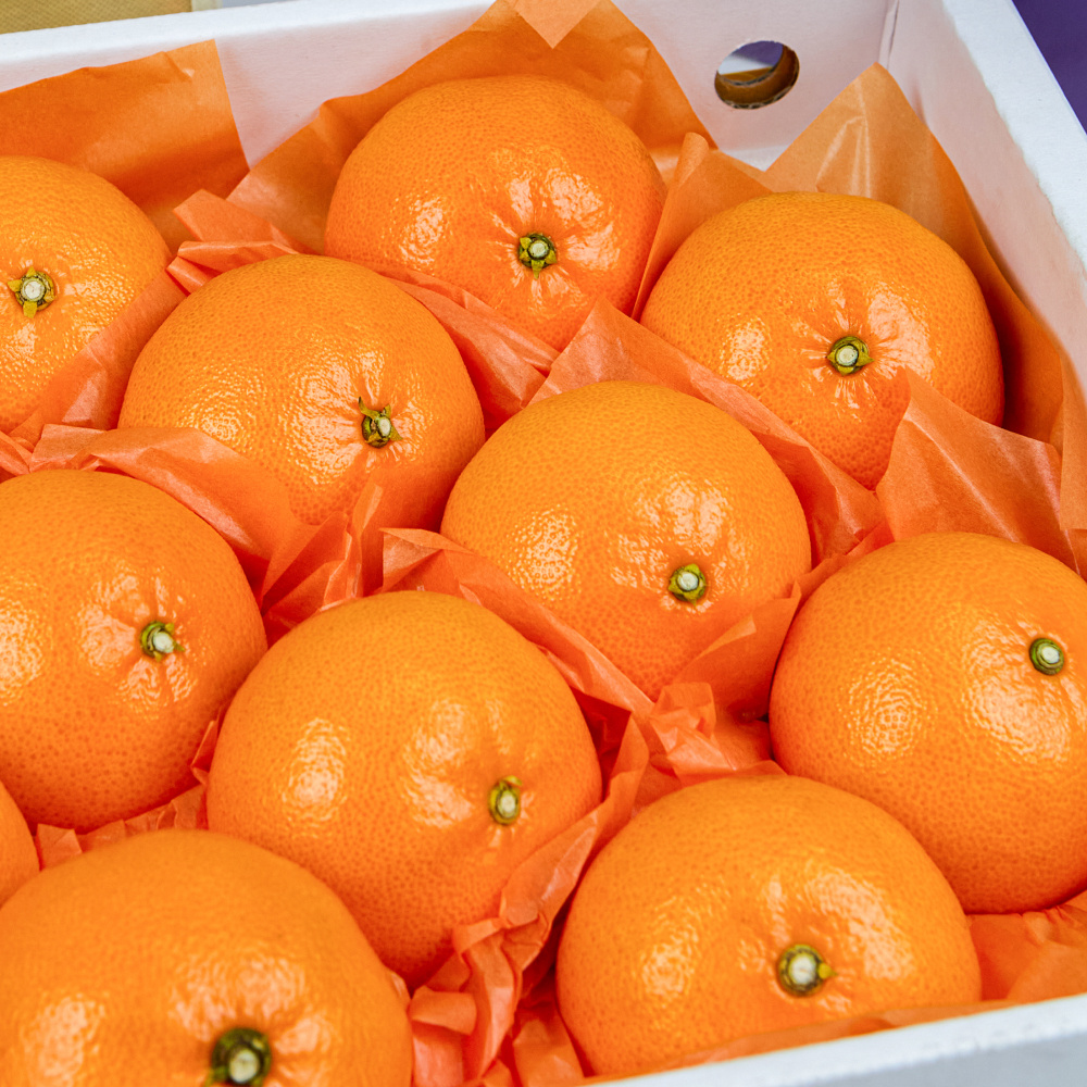 제주 천혜향 선물세트