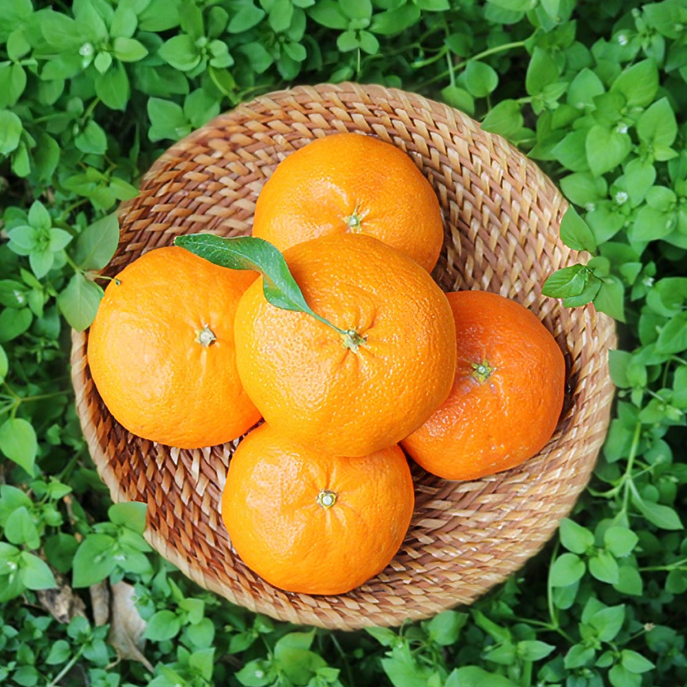 마이귤팜 레드향 3kg 외