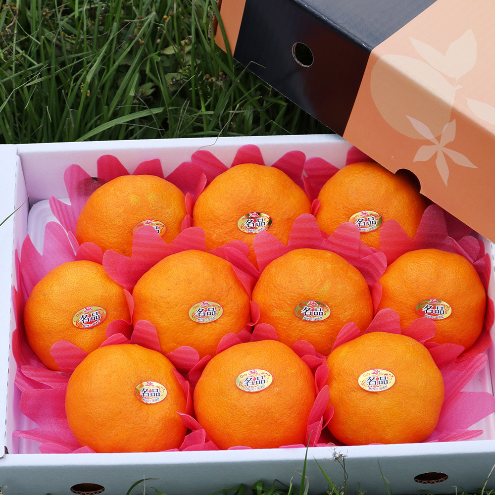 마이귤팜 레드향 선물세트 3kg 외