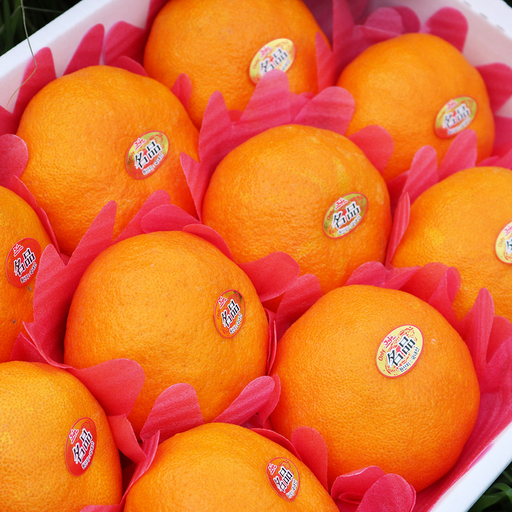 마이귤팜 레드향 선물세트 3kg 외