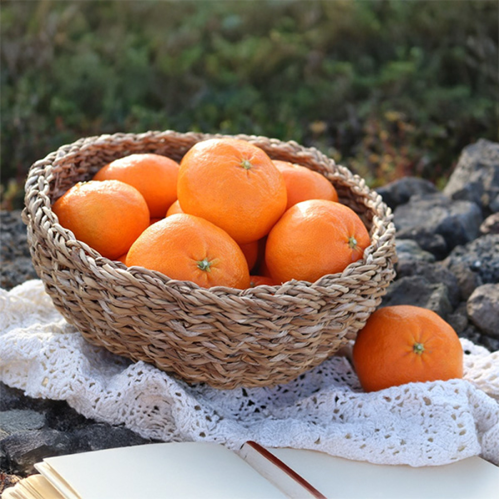 마이귤팜 레드향 선물세트 3kg 외