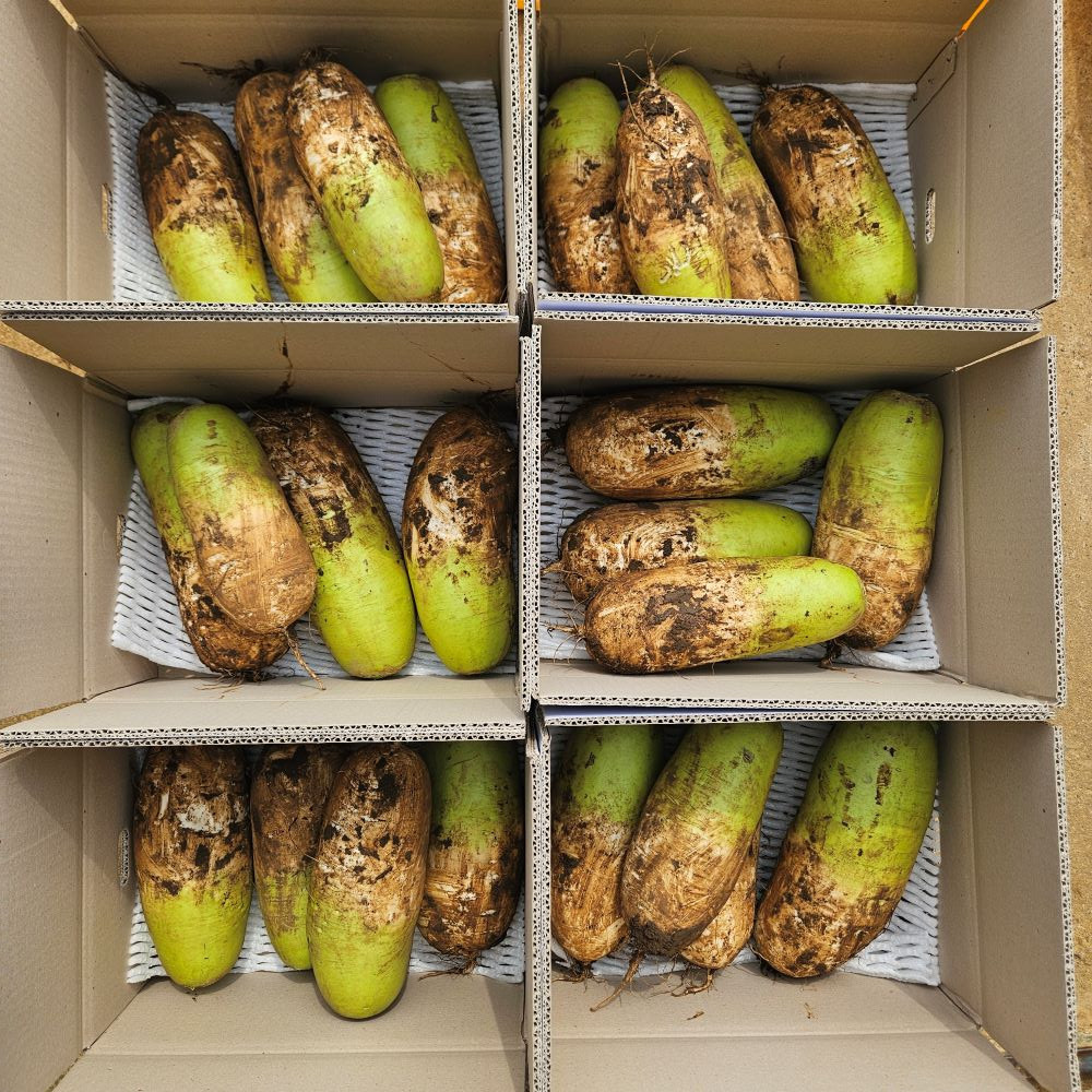 제주도 월동무 비체척월동무 5kg,10kg