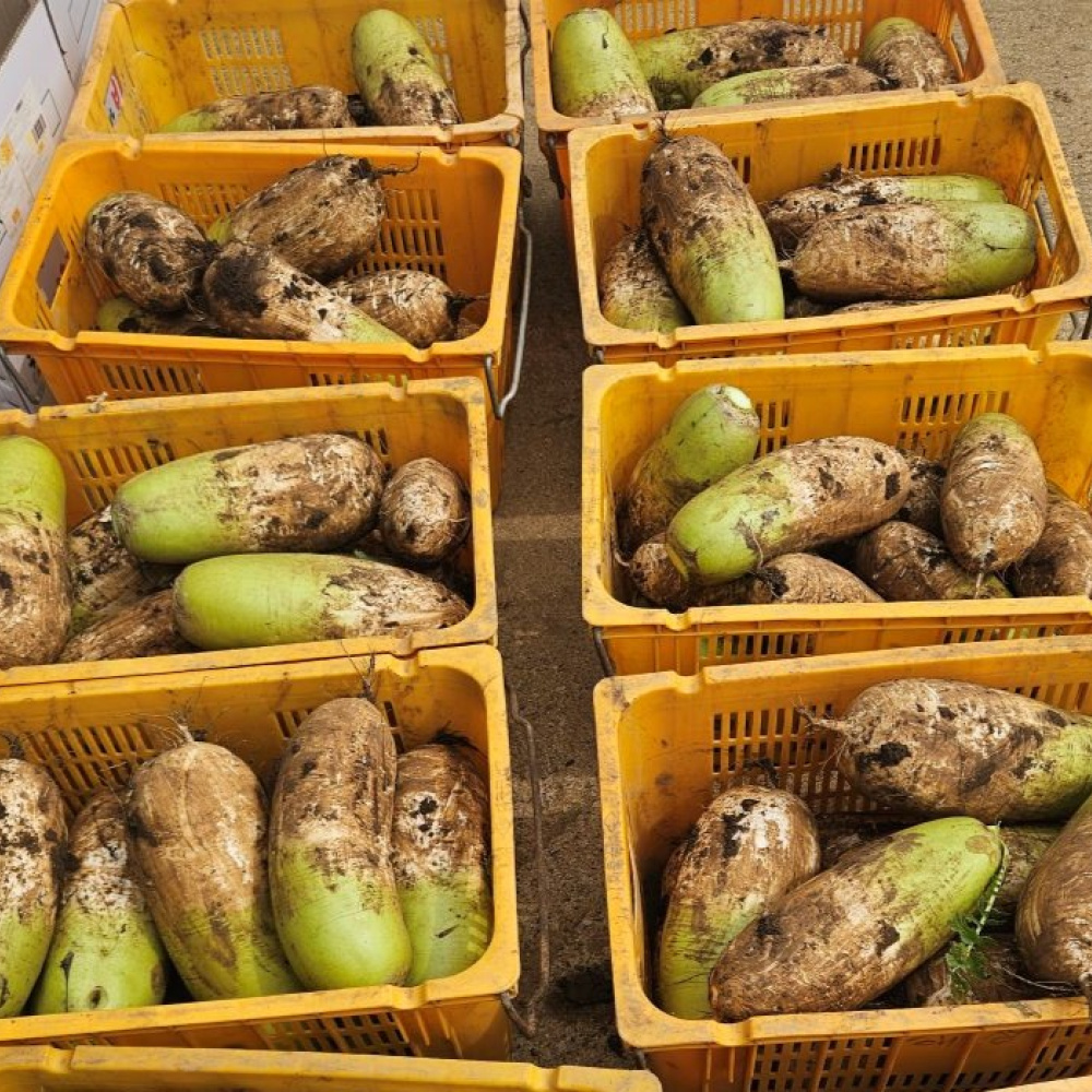 제주도 월동무 비체척월동무 5kg,10kg