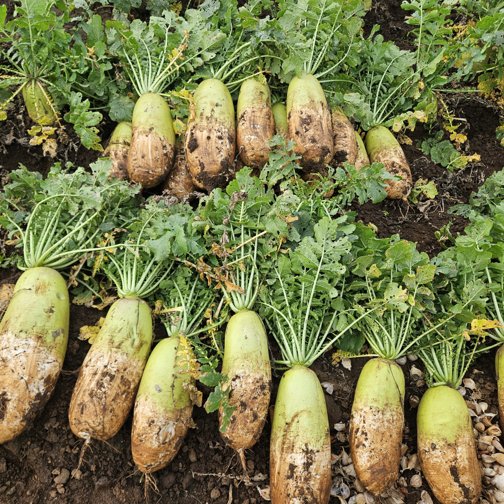 제주도 월동무 비체척월동무 5kg,10kg