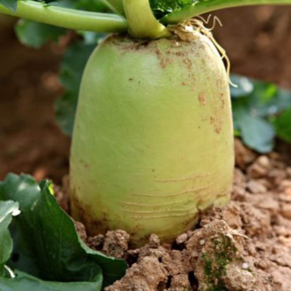 제주도 월동무 비체척월동무 5kg,10kg