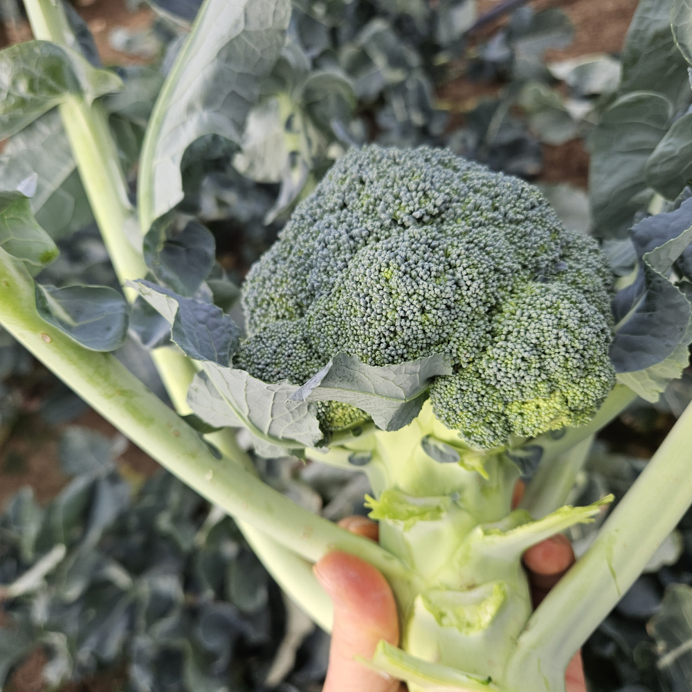 제주도 브로콜리 아기이유식브로콜리 2kg,5kg,10kg