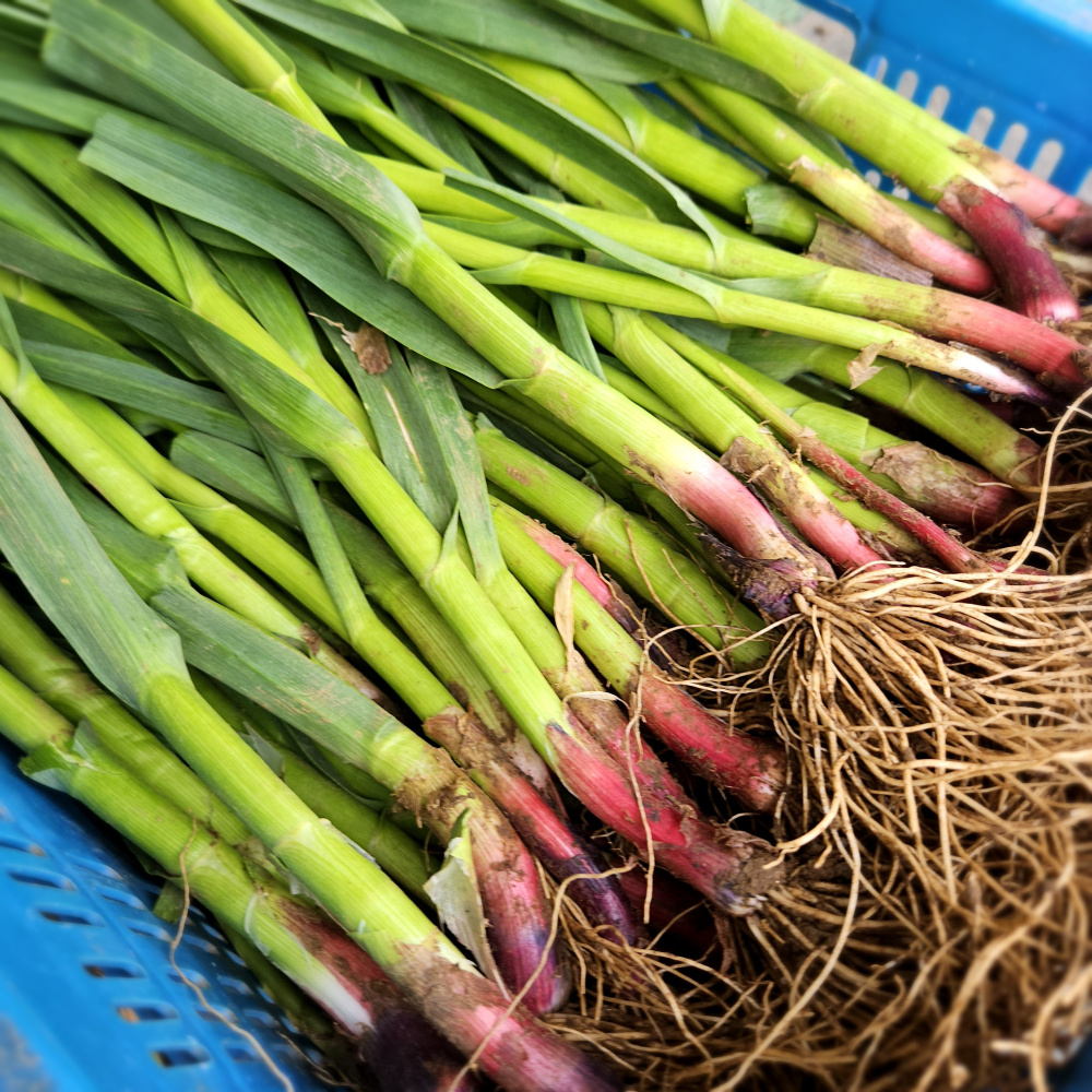 제주도 장아찌용풋마늘 잎마늘