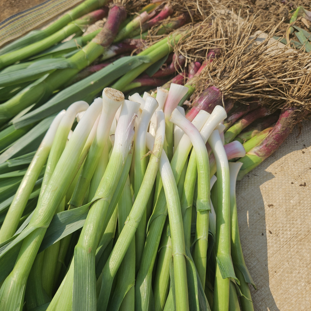 제주도 장아찌용풋마늘 잎마늘