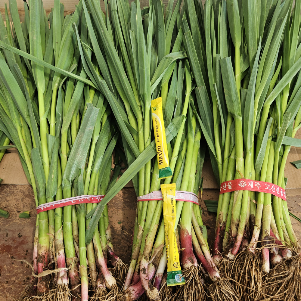 제주도 장아찌용풋마늘 잎마늘