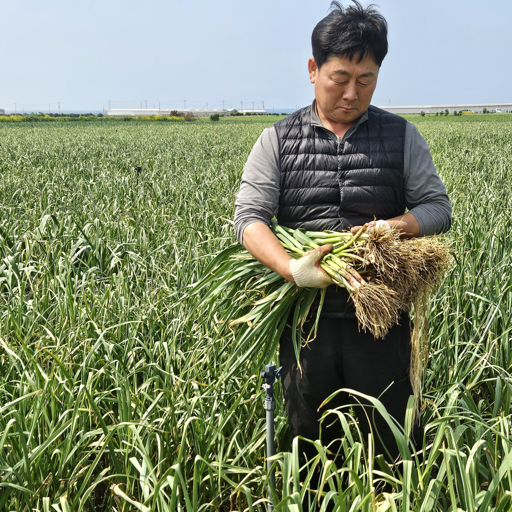 제주도 장아찌용풋마늘 잎마늘